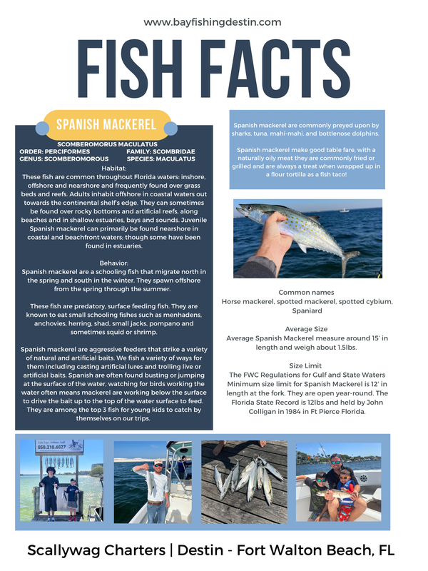 Fish Facts - Spanish Mackerel - SCALLYWAG CHARTERS