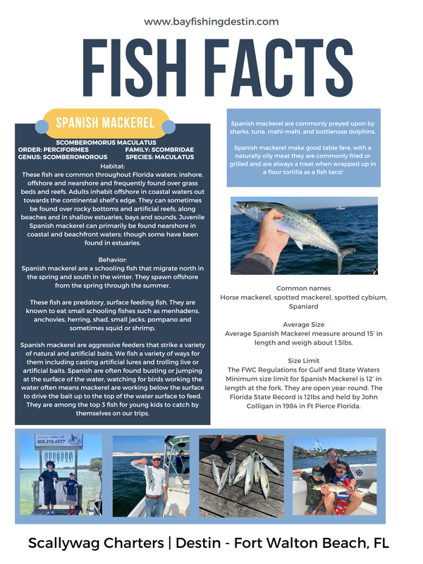 Cool Facts About Spanish Mackerel
