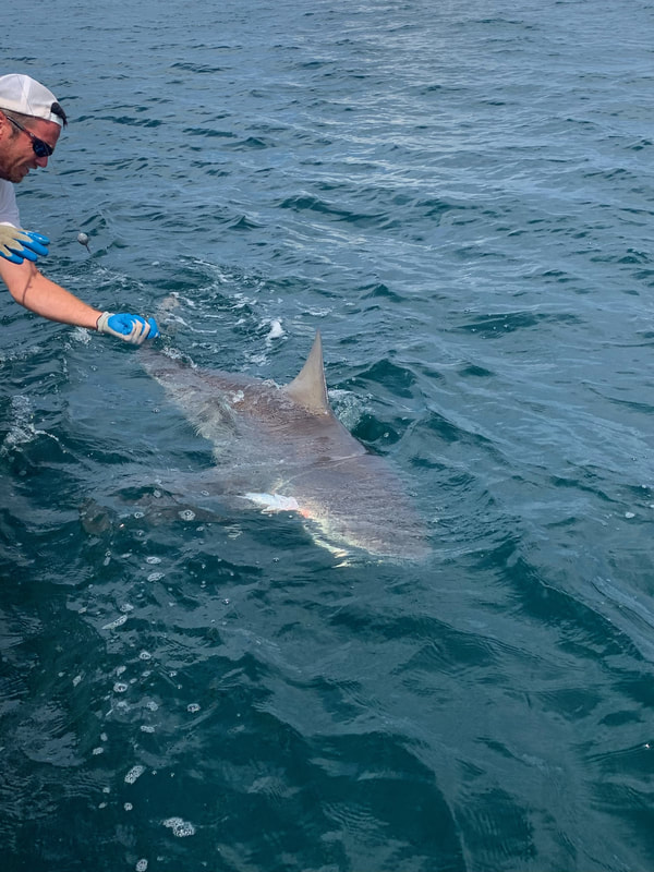Captain Nick Shark Fishing Charters in Destin FL